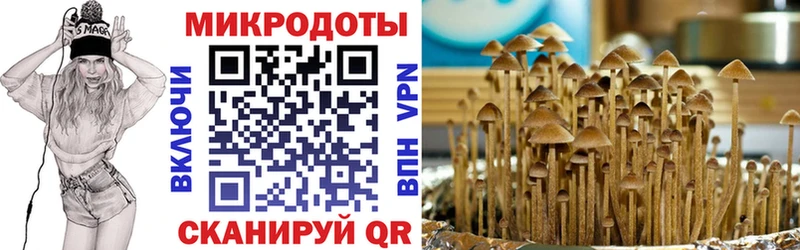 Купить где  Кохма  Псилоцибиновые грибы Psilocybe 